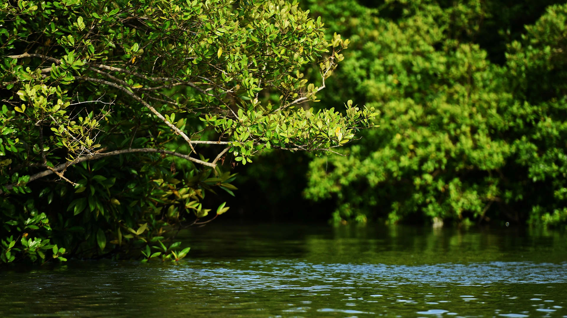 Mangrove Margomulyo