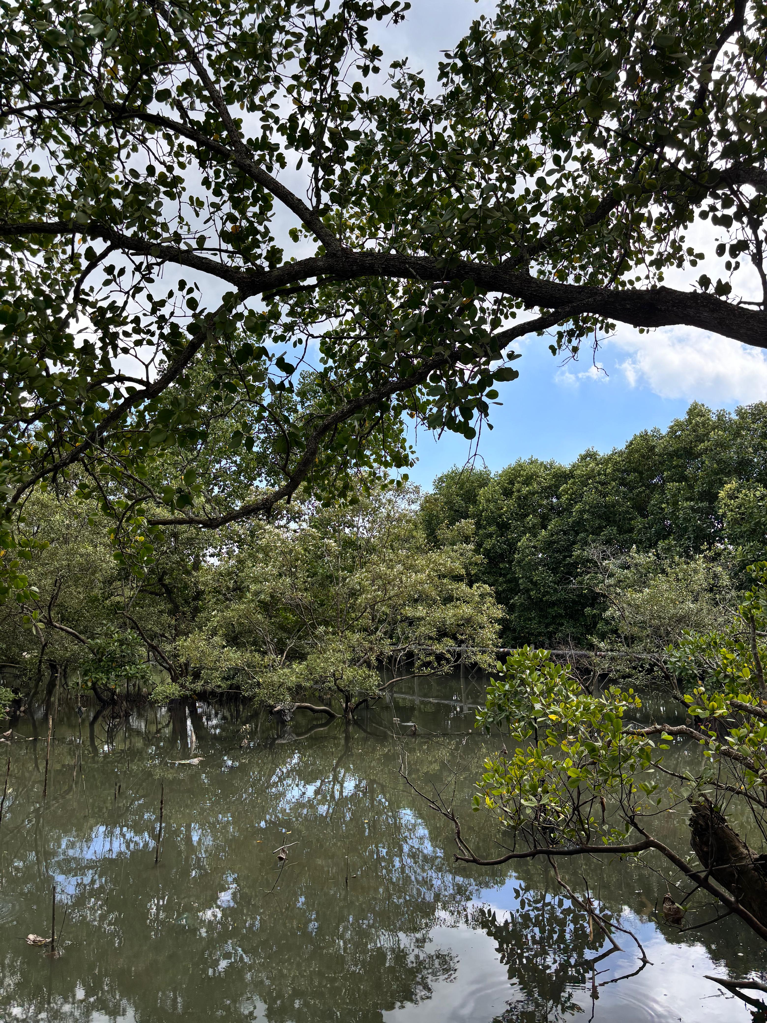Mangrove Margomulyo