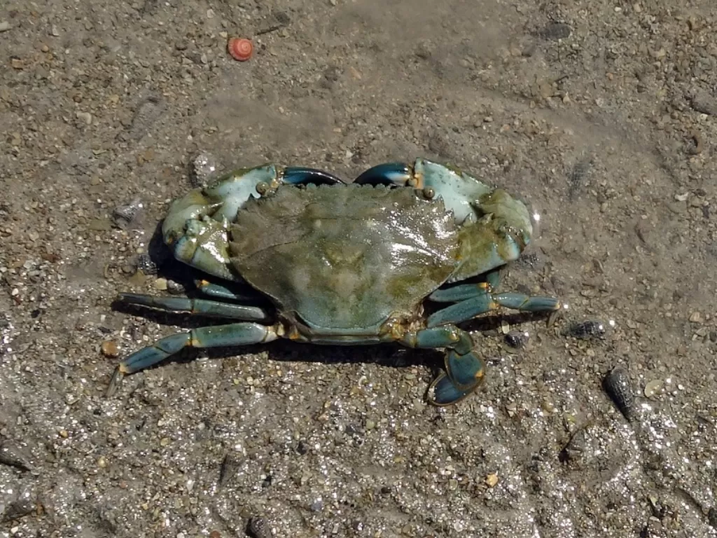 Kepiting Bakau