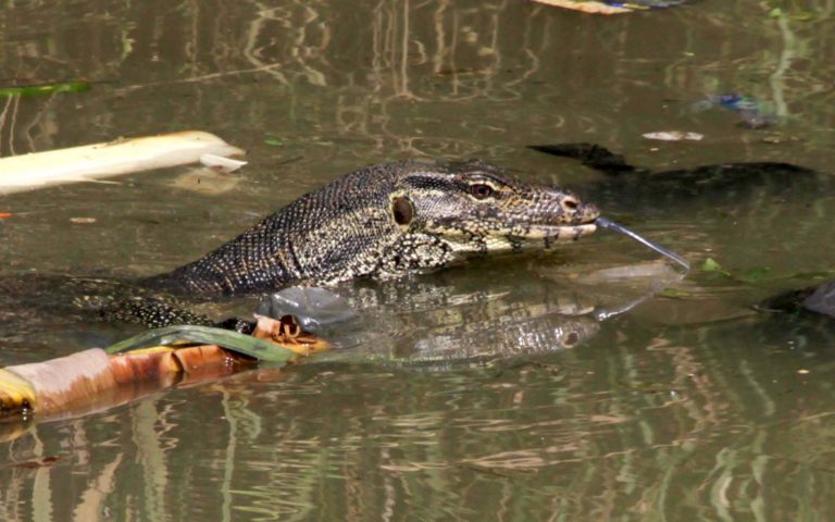 Biawak Air