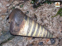 Siput Bakau
