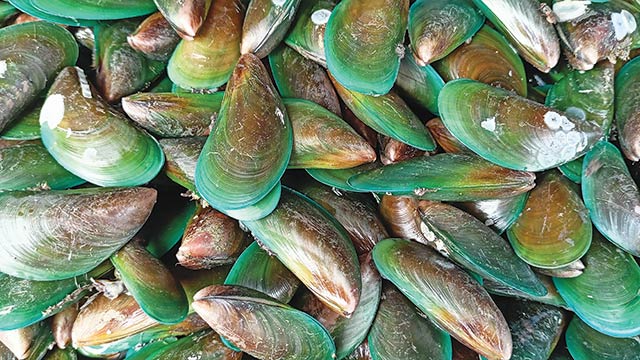 Kerang Hijau