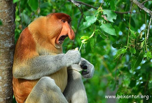 Bekantan