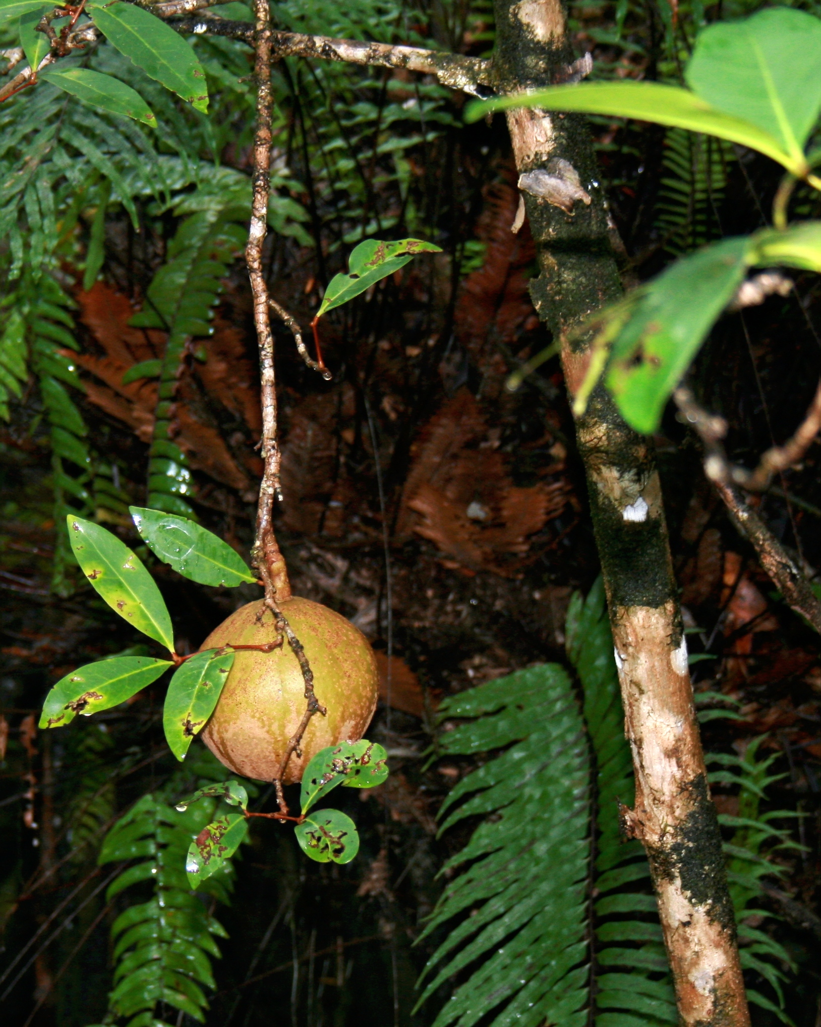 Nyirih